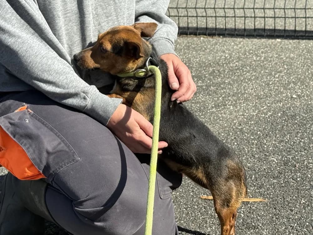 CHOUPETTE VAA, female 4yo mixed breed for adoption at SPA Vaux-le-Pénil, Vaux-le-Pénil