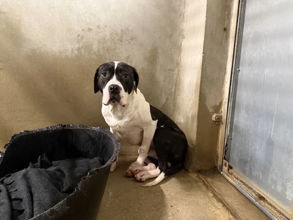 BILLY VAA, male mixed breed for adoption at SPA Vaux-le-Pénil, Vaux-le-Pénil
