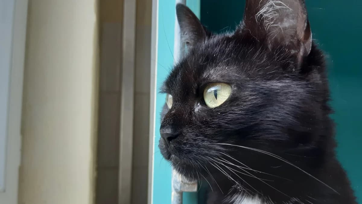 HANSI C, female 4yo Mixed Breed for adoption at SPA Vaux-le-Pénil, Vaux-le-Pénil
