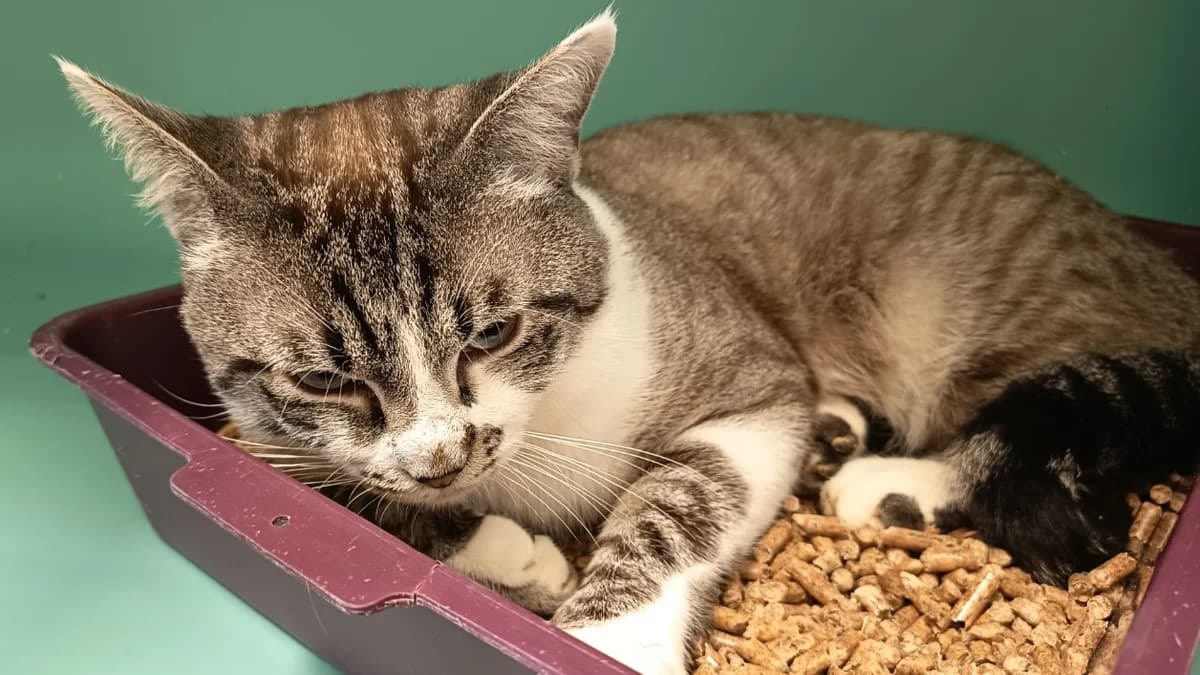 LIVAI C, male 3yo Mixed Breed for adoption at SPA Vaux-le-Pénil, Vaux-le-Pénil