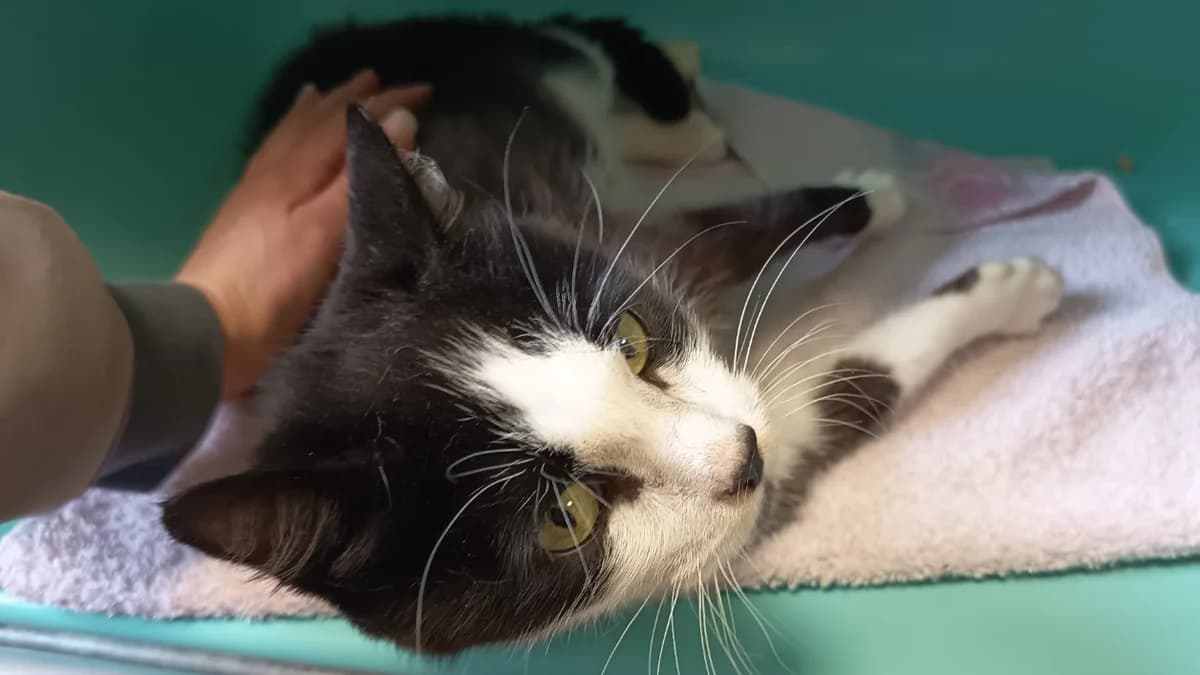 ERWIN C, female 5yo Mixed Breed for adoption at SPA Vaux-le-Pénil, Vaux-le-Pénil