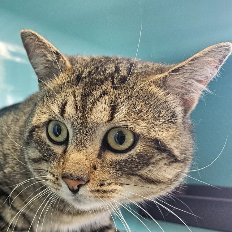 TITUX C, male 5yo Mixed Breed for adoption at SPA Vaux-le-Pénil, Vaux-le-Pénil