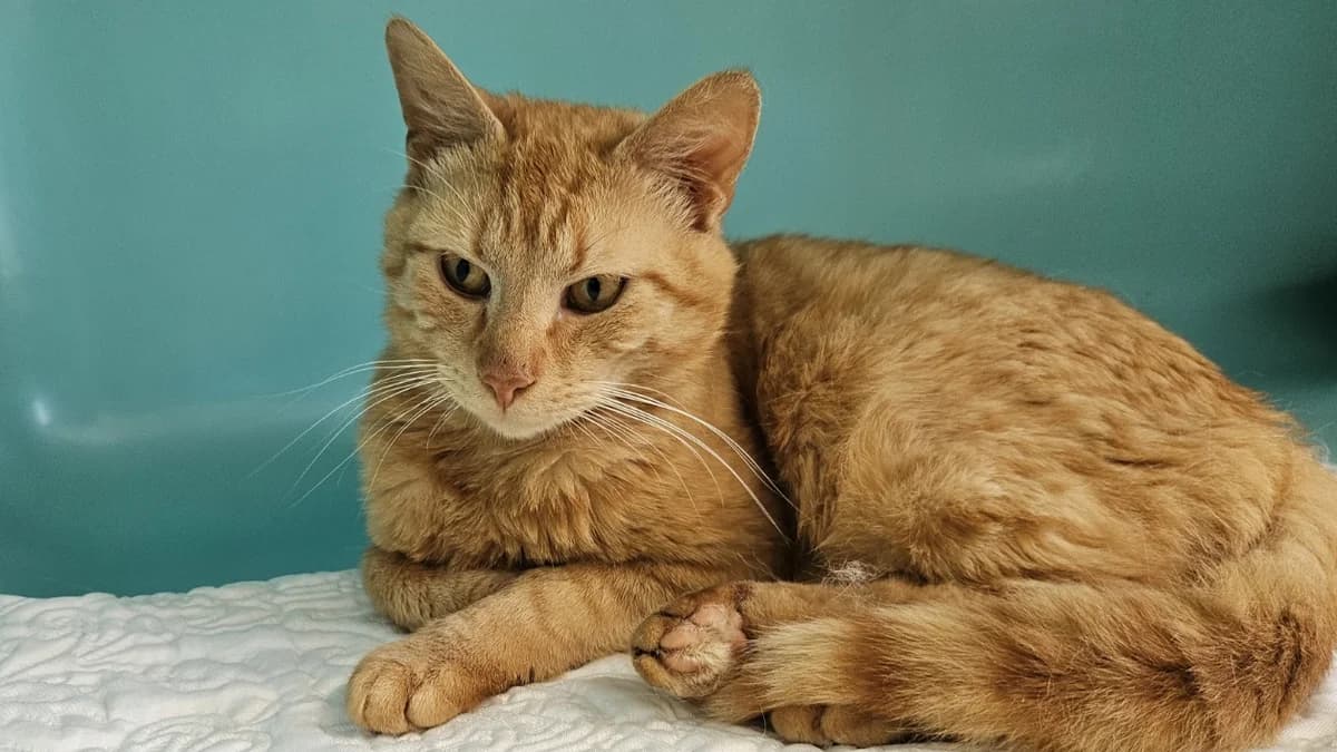 COCO C, male 5yo Mixed Breed for adoption at SPA Vaux-le-Pénil, Vaux-le-Pénil