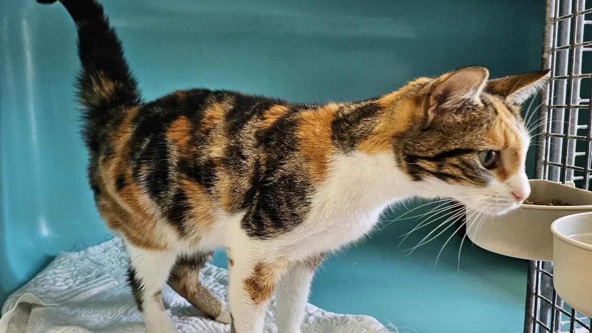 NUNU C, female young Mixed Breed for adoption at SPA Vaux-le-Pénil, Vaux-le-Pénil