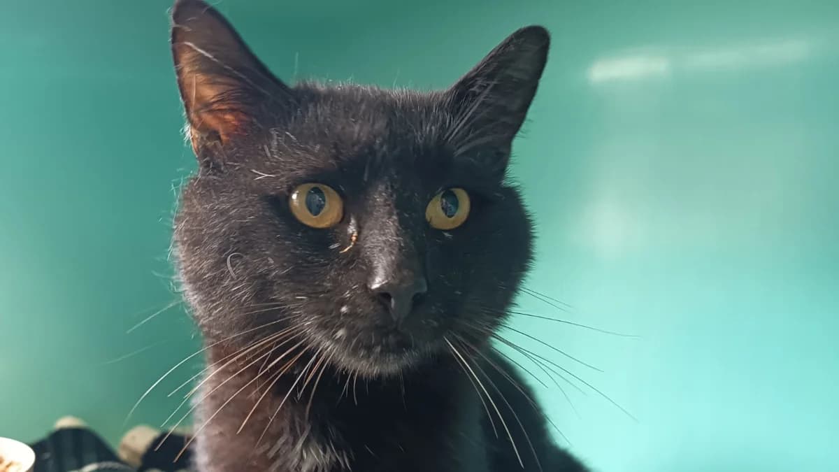 SCAR C, male 4yo Mixed Breed for adoption at SPA Vaux-le-Pénil, Vaux-le-Pénil