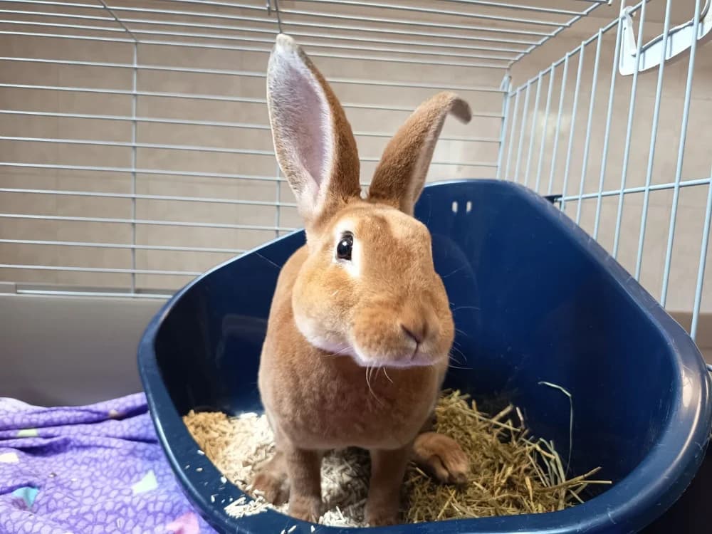 HISTORIA 684, female Mixed Breed for adoption at SPA Vaux-le-Pénil, Vaux-le-Pénil
