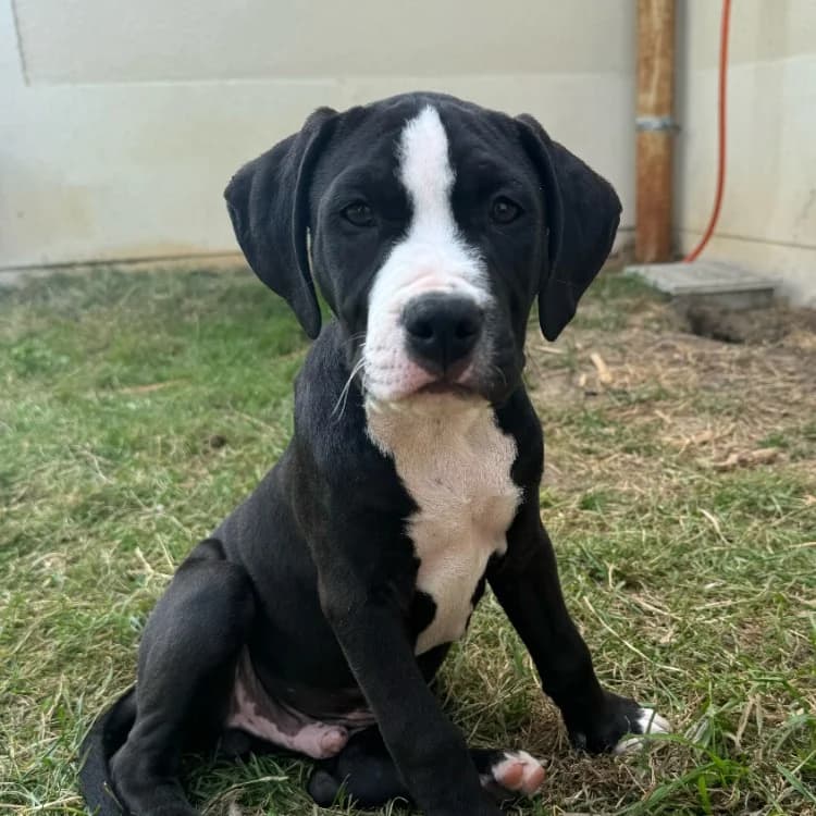 ZUMA VAA, male puppy mixed breed for adoption at SPA Vaux-le-Pénil, Vaux-le-Pénil