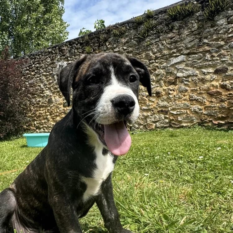 RUBEN VAA, male puppy mixed breed for adoption at SPA Vaux-le-Pénil, Vaux-le-Pénil
