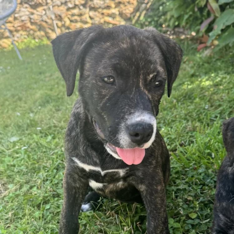 CHASE VAA, male puppy mixed breed for adoption at SPA Vaux-le-Pénil, Vaux-le-Pénil