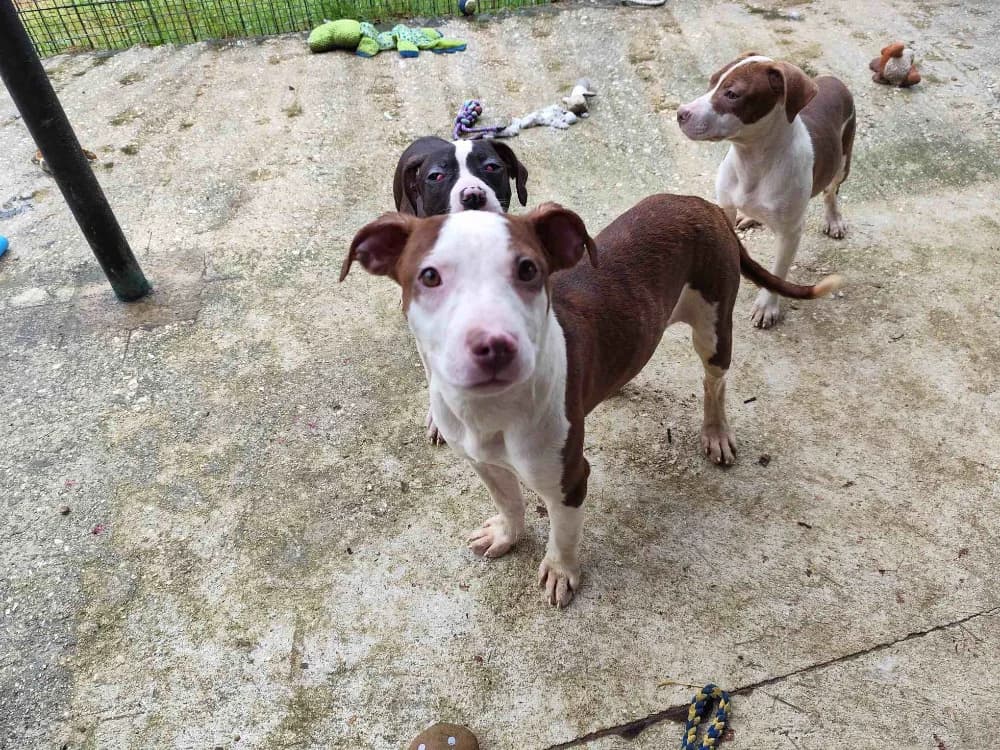 GREY VAA, female mixed breed for adoption at SPA Vaux-le-Pénil, Vaux-le-Pénil