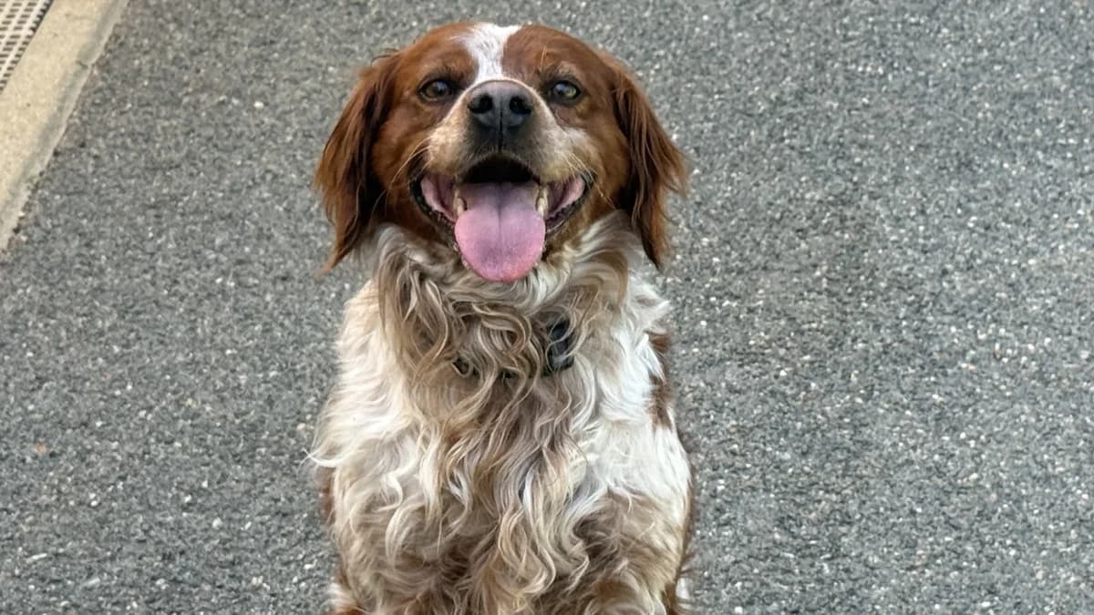 PACO VAA, male 7yo mixed breed for adoption at SPA Vaux-le-Pénil, Vaux-le-Pénil