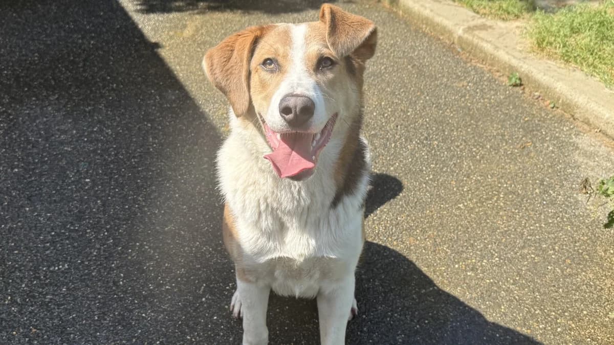 SHAKER VAA, male mixed breed for adoption at SPA Vaux-le-Pénil, Vaux-le-Pénil