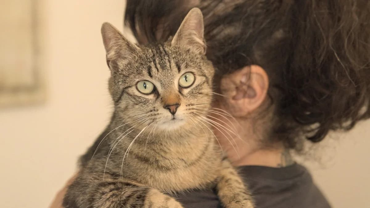 REINE C, female young Mixed Breed for adoption at SPA Vaux-le-Pénil, Vaux-le-Pénil