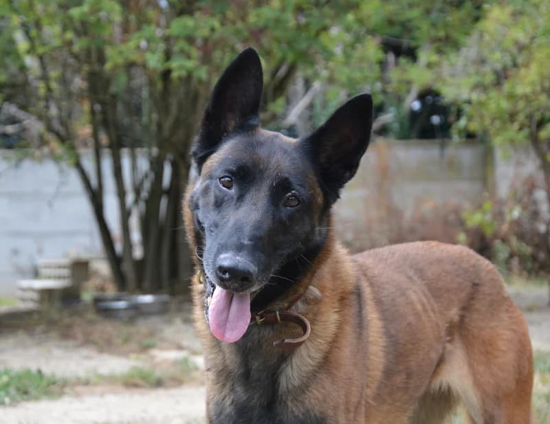 BELLA VAA, female senior Belgian Malinois for adoption at SPA Vaux-le-Pénil, Vaux-le-Pénil
