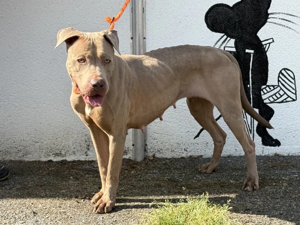 NEPTUNE VAA, female young mixed breed for adoption at SPA Vaux-le-Pénil, Vaux-le-Pénil