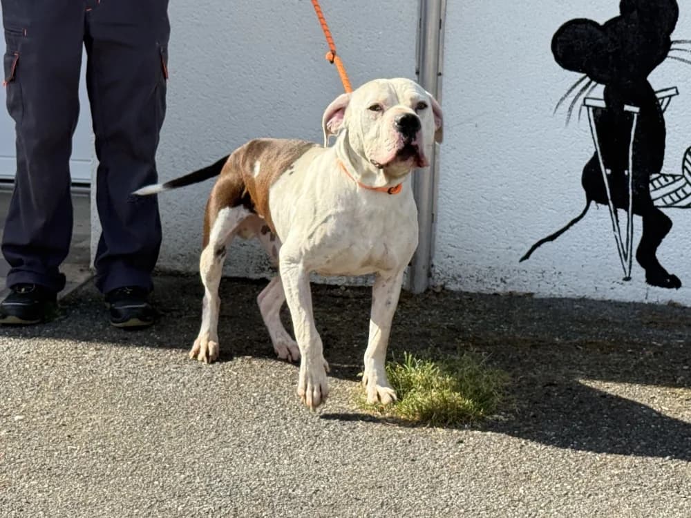 BANDIT VAA, male senior Labrador Retriever for adoption at SPA Vaux-le-Pénil, Vaux-le-Pénil