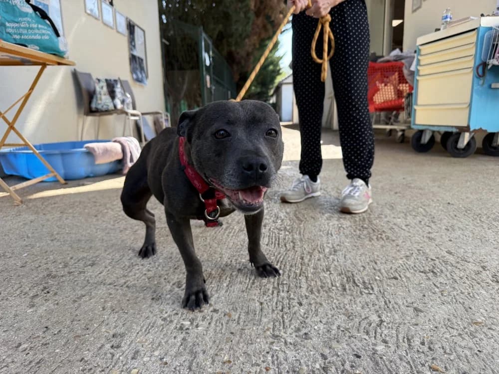 SHINA VAA, female 4yo Staffordshire Bull Terrier for adoption at SPA Vaux-le-Pénil, Vaux-le-Pénil