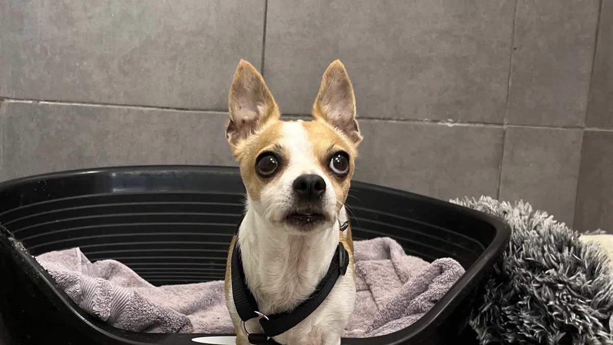 CHIPIE VAA, female senior Chihuahua for adoption at SPA Vaux-le-Pénil, Vaux-le-Pénil