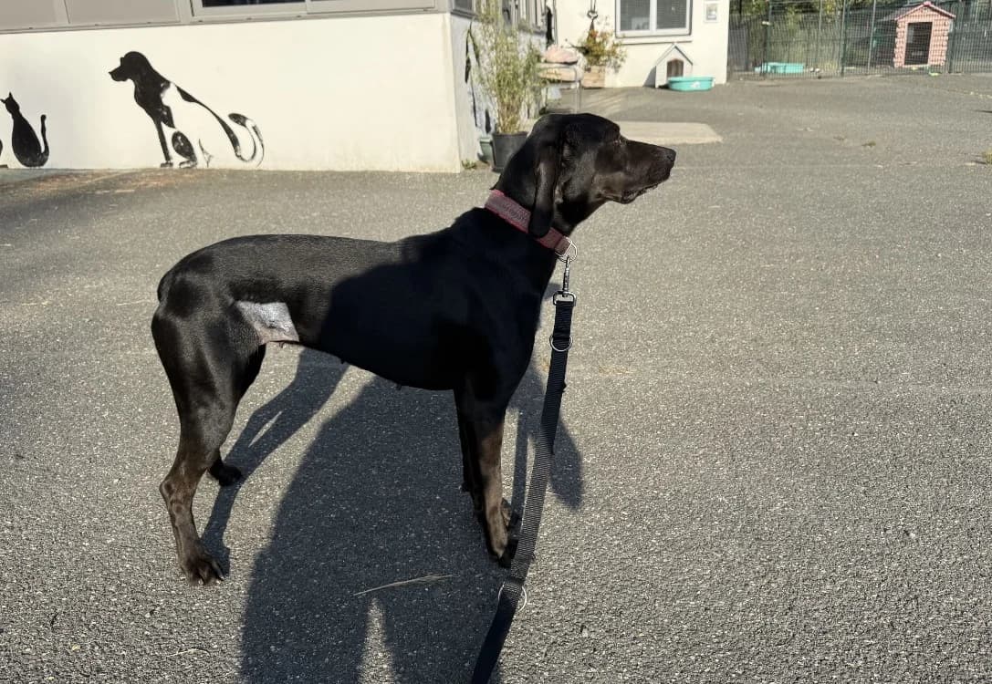 HAVA VAA, female young Pointer for adoption at SPA Vaux-le-Pénil, Vaux-le-Pénil
