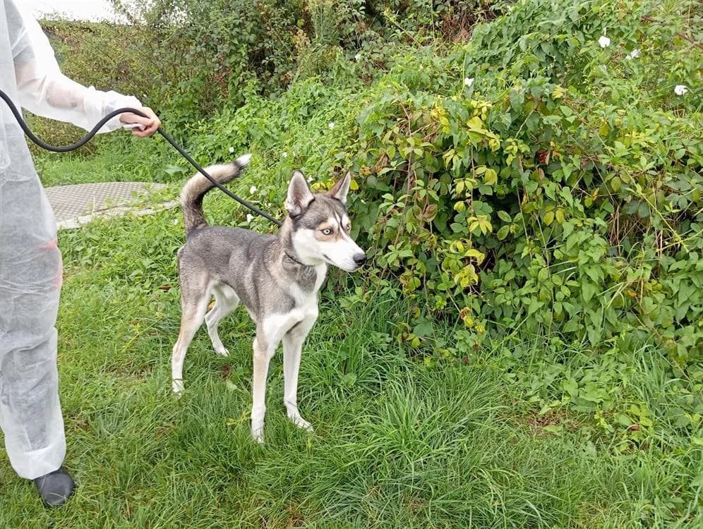 MEEKO, male 5yo Husky for adoption at SPA Vaux-le-Pénil, Vaux-le-Pénil