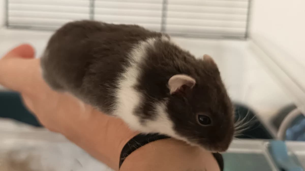 HAMTARO 698, female Mixed Breed for adoption at SPA Vaux-le-Pénil, Vaux-le-Pénil