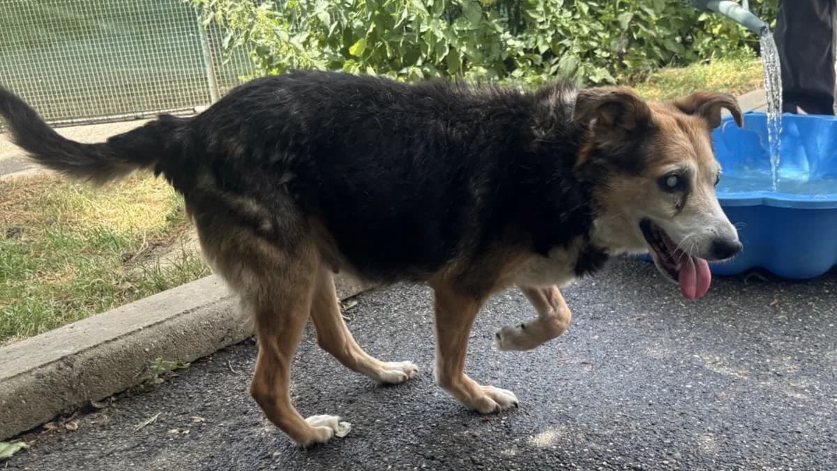 ROSI VAA, female senior mixed breed for adoption at SPA Vaux-le-Pénil, Vaux-le-Pénil