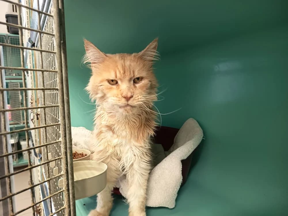 MERLIN C, male 7yo Mixed Breed for adoption at SPA Vaux-le-Pénil, Vaux-le-Pénil