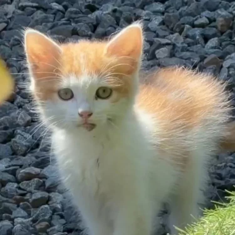 SEBASTIAN C, male Mixed Breed for adoption at SPA Vaux-le-Pénil, Vaux-le-Pénil