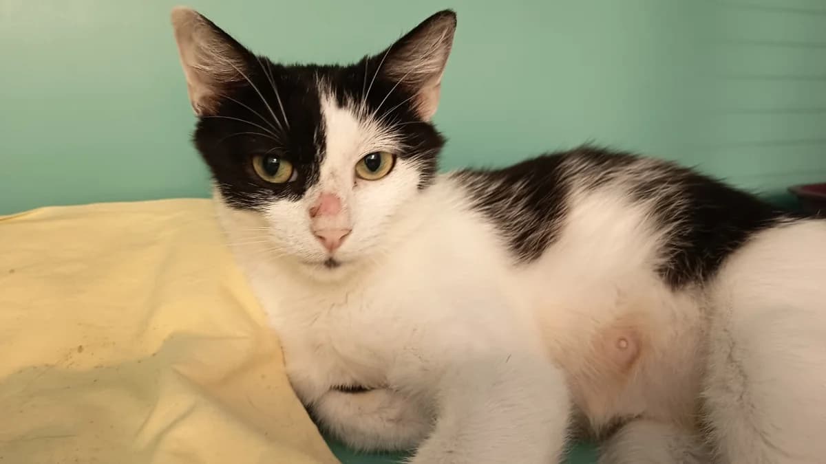 CHRISTA C, female 6yo Mixed Breed for adoption at SPA Vaux-le-Pénil, Vaux-le-Pénil