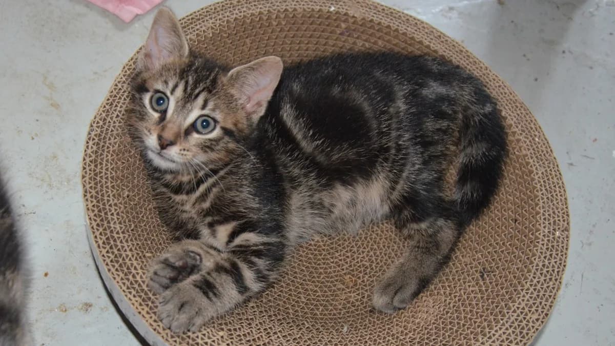 PROF C, male Mixed Breed for adoption at SPA Vaux-le-Pénil, Vaux-le-Pénil