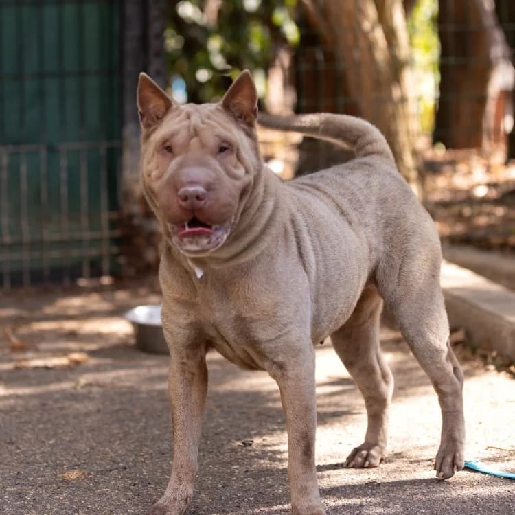PIDAN VAA, female 4yo Shar Pei for adoption at SPA Vaux-le-Pénil, Vaux-le-Pénil