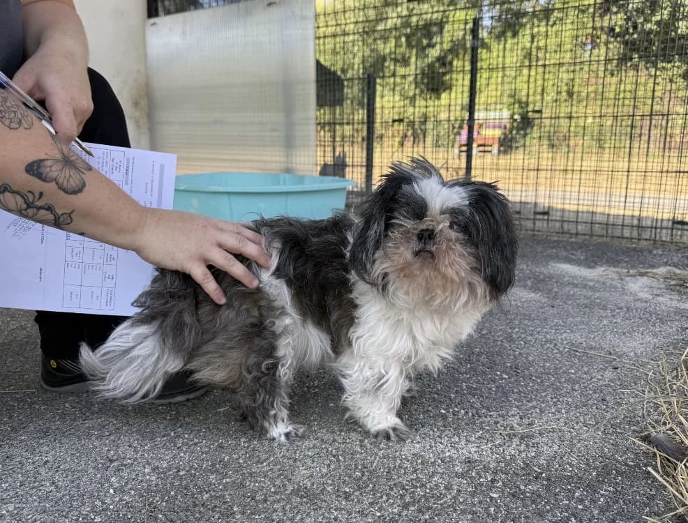 NARCOSE VAA, female senior Shih Tzu for adoption at SPA Vaux-le-Pénil, Vaux-le-Pénil