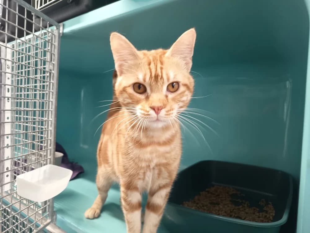 AURON, male 4yo Mixed Breed for adoption at SPA Vaux-le-Pénil, Vaux-le-Pénil