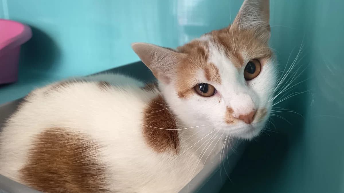 RIKKU, female 4yo Mixed Breed for adoption at SPA Vaux-le-Pénil, Vaux-le-Pénil