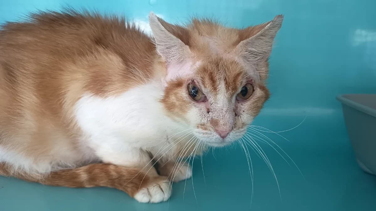SEPHIROT, male senior Mixed Breed for adoption at SPA Vaux-le-Pénil, Vaux-le-Pénil