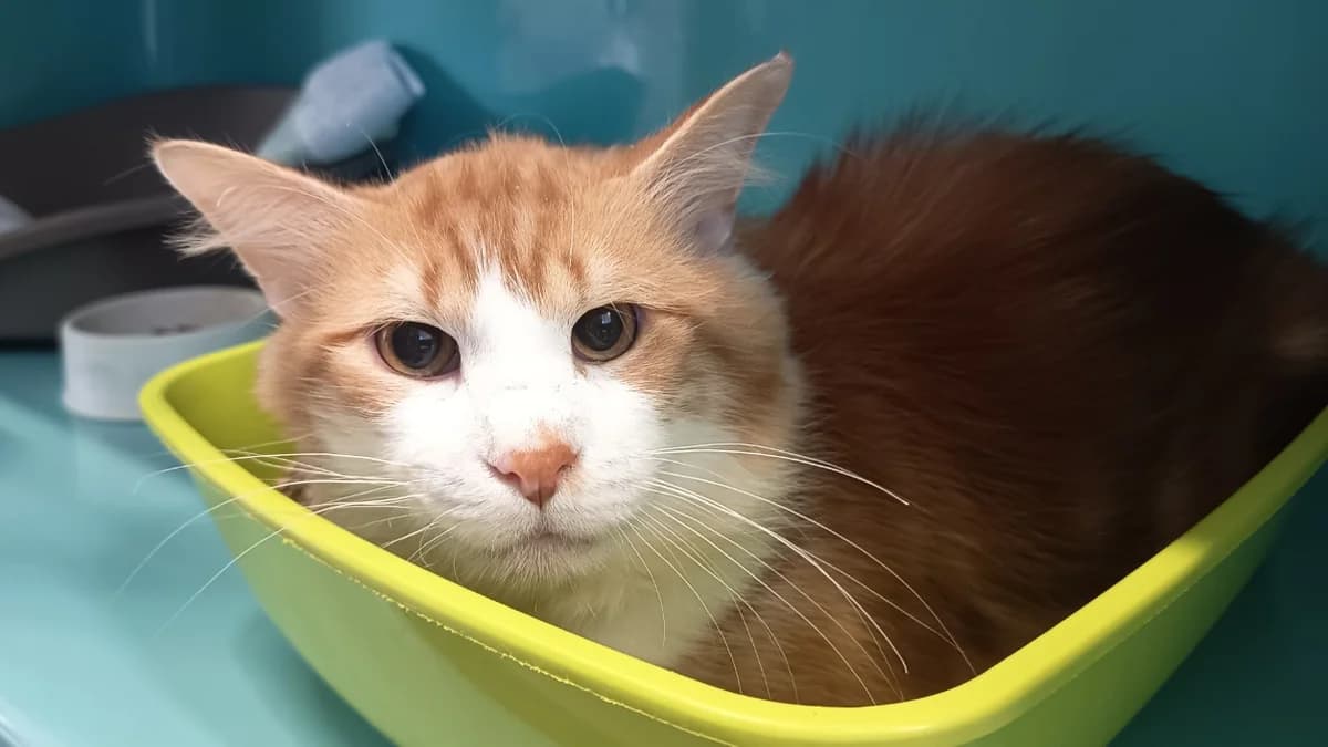 KIMAHRI, male 6yo Mixed Breed for adoption at SPA Vaux-le-Pénil, Vaux-le-Pénil