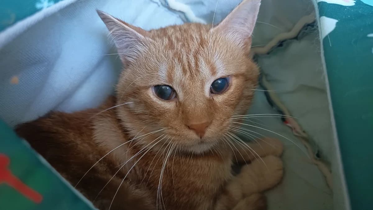 TIDUS, male 4yo Mixed Breed for adoption at SPA Vaux-le-Pénil, Vaux-le-Pénil
