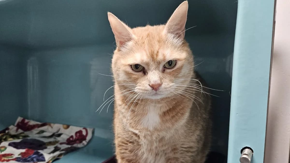 OLYMPE dit KIWI, male 7yo Mixed Breed for adoption at SPA Vaux-le-Pénil, Vaux-le-Pénil