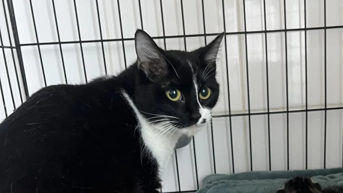 TSUNADE C, female 3yo Mixed Breed for adoption at SPA Vaux-le-Pénil, Vaux-le-Pénil