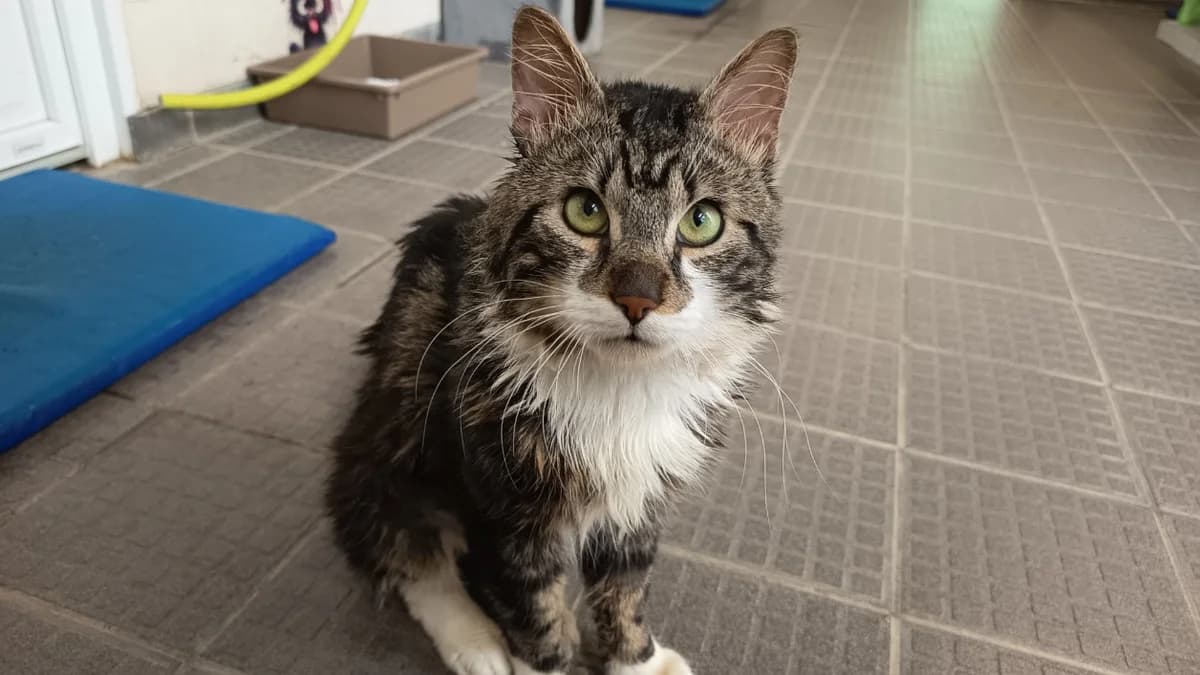NEUNEU C, male 6yo Mixed Breed for adoption at SPA Vaux-le-Pénil, Vaux-le-Pénil
