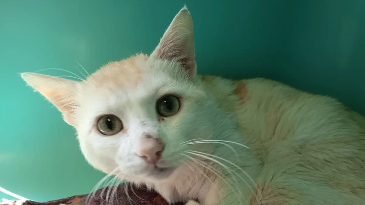 BLANCHETTE C, male 7yo Mixed Breed for adoption at SPA Vaux-le-Pénil, Vaux-le-Pénil