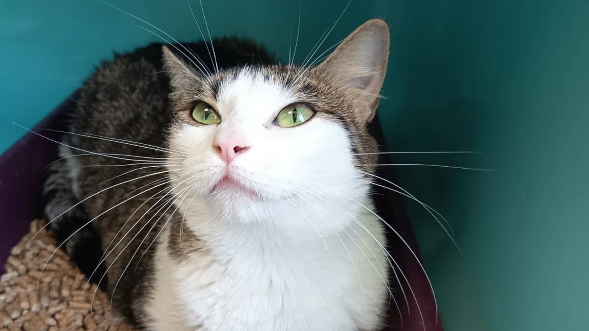 MIMI C, female senior Mixed Breed for adoption at SPA Vaux-le-Pénil, Vaux-le-Pénil