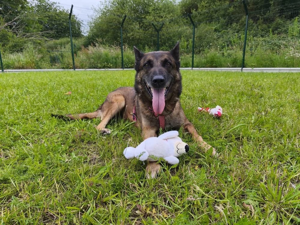 SEOUL VAA, male senior Belgian Malinois for adoption at SPA Vaux-le-Pénil, Vaux-le-Pénil