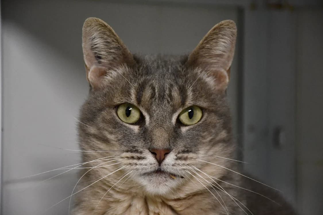 SOURIS C, female Mixed Breed for adoption at SPA Vaux-le-Pénil, Vaux-le-Pénil