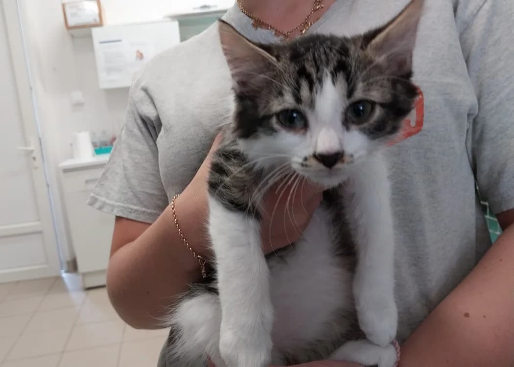 FILET C, male Mixed Breed for adoption at SPA Vaux-le-Pénil, Vaux-le-Pénil