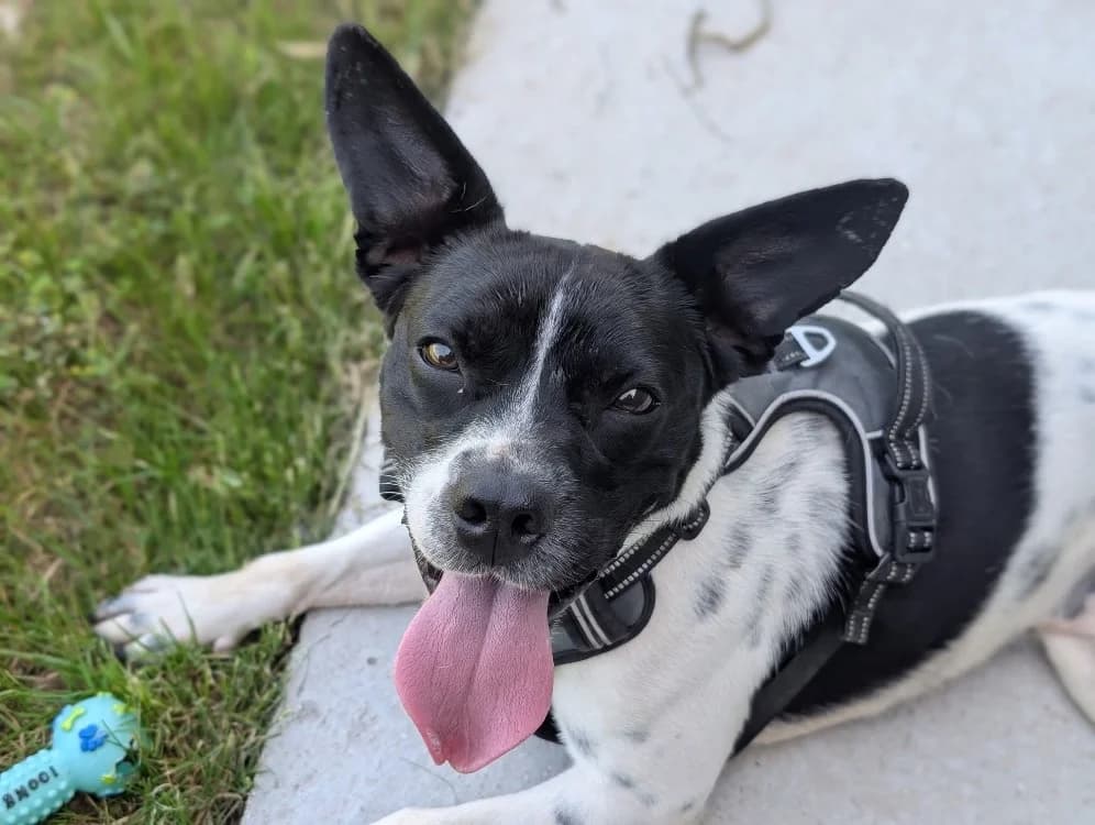 VOLT VAA, male young French Bulldog for adoption at SPA Vaux-le-Pénil, Vaux-le-Pénil
