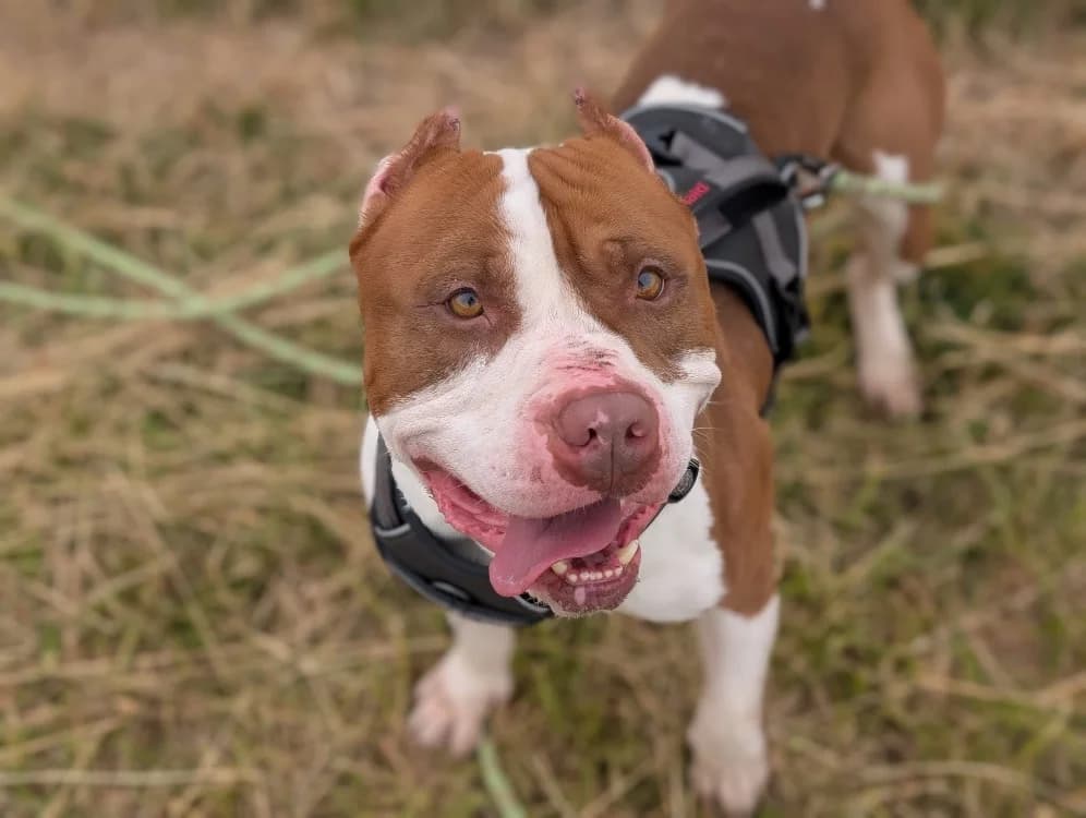 SHYRONE VAA, male 3yo American Bully for adoption at SPA Vaux-le-Pénil, Vaux-le-Pénil