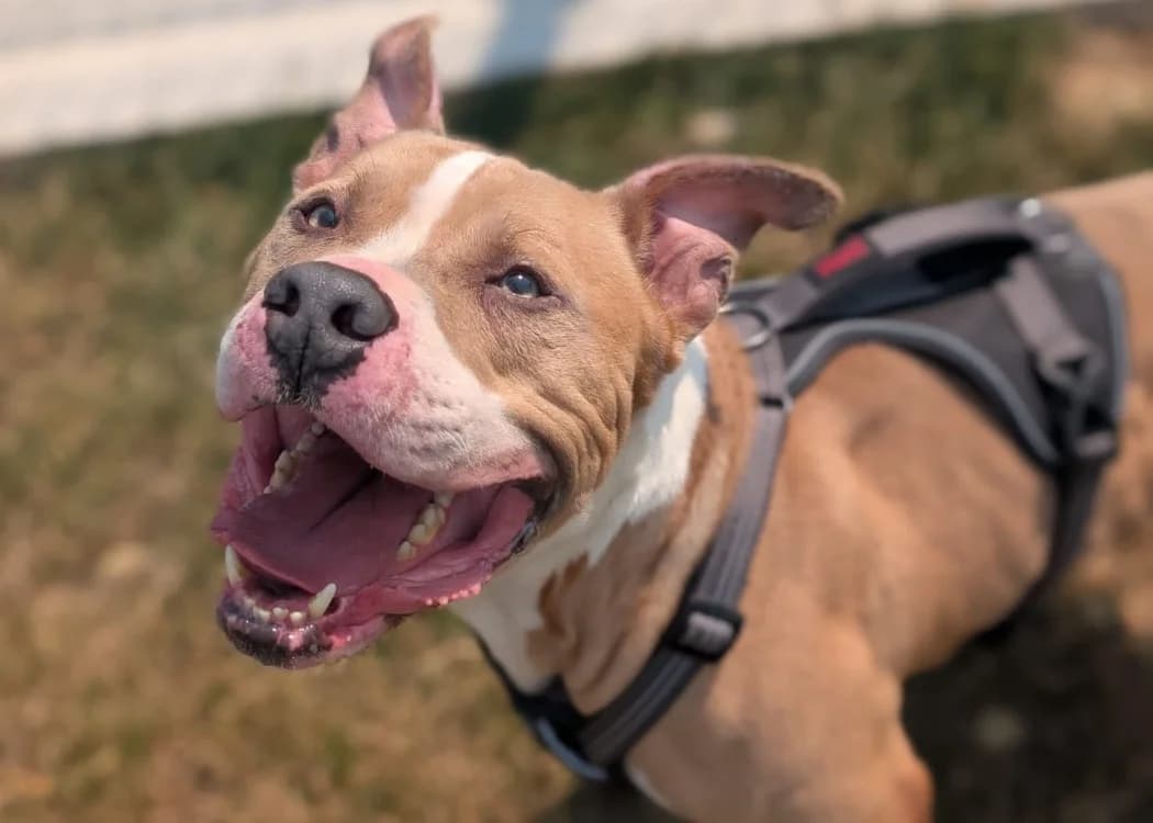 RIO VAA, male 5yo Mixed Breed for adoption at SPA Vaux-le-Pénil, Vaux-le-Pénil