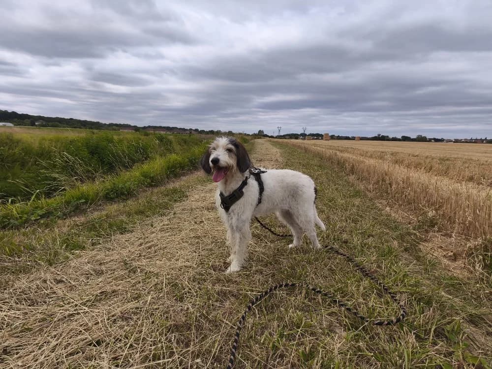 LAMBADA VAA, female senior mixed breed for adoption at SPA Vaux-le-Pénil, Vaux-le-Pénil
