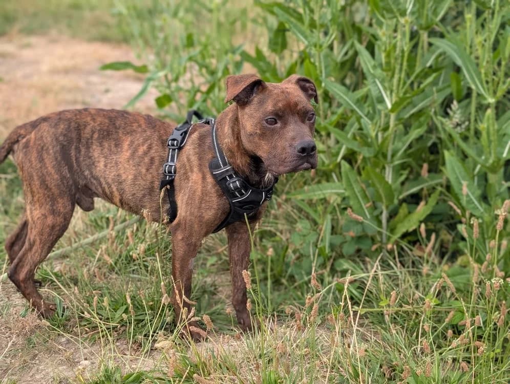 DIABOLO VAA, male 6yo mixed breed for adoption at SPA Vaux-le-Pénil, Vaux-le-Pénil